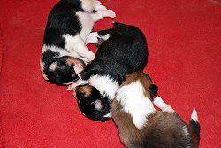 Thats true Magic H-Wurf