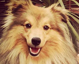 Deckrde Leon vom Affinger Bach 