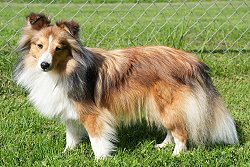 Zuchthndin Neila vom Affinger Bach