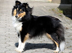 Zuchthndin JCh. Noomi vom Affinger Bach 