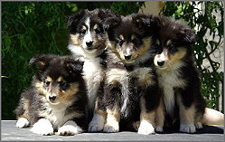 T-Wurf vom Affinger Bach, 8 Wochen alt