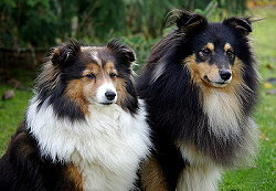 Die Eltern vom W-Wurf vom Affinger Bach, Fjaska und Pepper