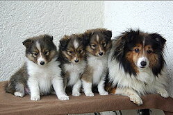 Familienfoto vom W-Wurf vom Affinger Bach
