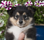 I am Heaven in Black from Manor at Mountain, 8 Wochen alt