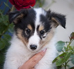 Italian Barolo in White from Manor at Mountain, 8 Wochen alt