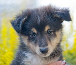 Incredible Ronny in Black from Manor at Mountain, 8 Wochen alt