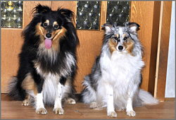 Die stolzen Eltern des I-Wurfs from Manor at Mountain, Pepper und Beauty