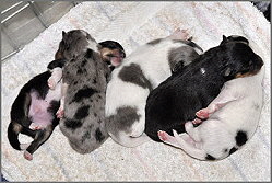 I-Wurf from Manor at Mountain