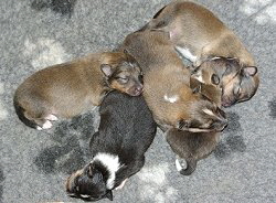 X-Wurf vom Affinger Bach, 1 Woche alt