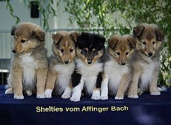 X-Wurf vom Affinger Bach, 8 Wochen alt