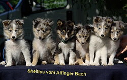 Y-Wurf vom Affinger Bach, 8 Wochen alt