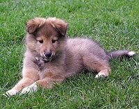 Andy of Carriers Castle, 8,5 Wochen alt