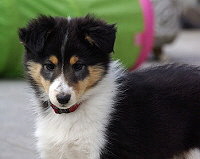 Alice of Carriers Castle, 8,5 Wochen alt