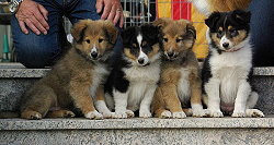 A-Wurf of Carriers Castle, 8,5 Wochen alt