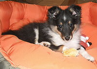 One & Only Black Del Piero from Manor at Mountain, 9 Wochen alt