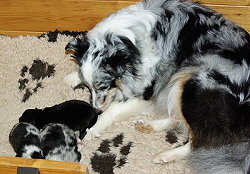 Stolze Mama Karisma mit ihren Jungs