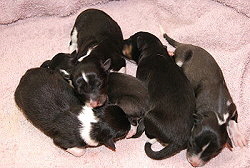 A-Wurf von den Bockshof Angels, kurz nach der Geburt