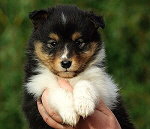 Neven vom Affinger Bach, 6 Wochen alt