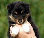 Nima vom Affinger Bach, 6 Wochen alt