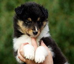 Nandi vom Affinger Bach, 6 Wochen alt