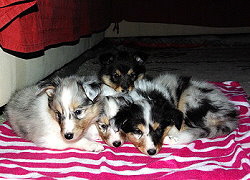 Owl-Hill-Paradise B-Wurf