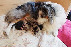 Stolze Mama Eli mit ihrem zweiten Wurf nach Pepper