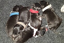 Variety of Colours A-Wurf