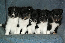 Variety of Colours A-Wurf, 6 Wochen alt