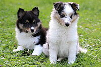 Avici und Atreju von der Biburg, 8 Wochen alt