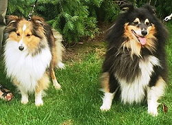 Die Eltern vom F-Wurf von der unteren Harzstra�e, Pepper und Bessy