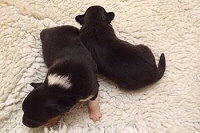 F-Wurf von der unteren Harzstra�e