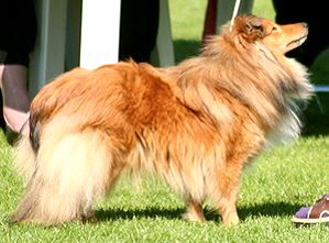 Zuchthndin Die Pia vom Affinger Bach