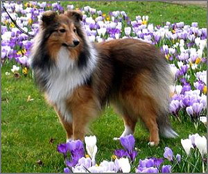 Zuchthndin Pikantje vom Affinger Bach