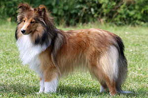 Zuchthndin Quinoa vom Affinger Bach 