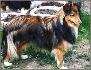 Zuchthndin Rhea vom Affinger Bach