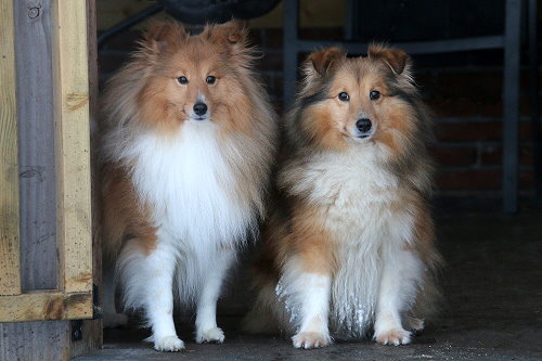 Die werdenden Eltern