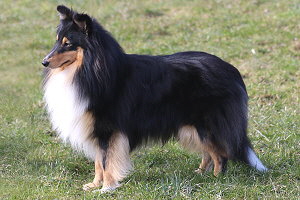 Zuchtrde Rudi vom Affinger Bach 