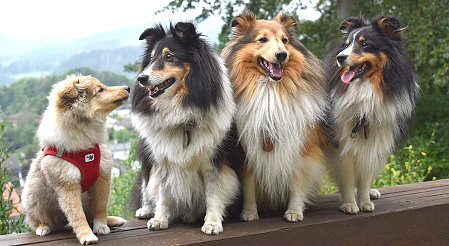 Ruby und ihre Sheltiefamilie