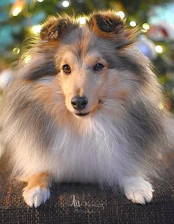 Ruby an Weihnachten 2021