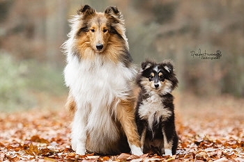 Zenzi mit Colliefreundin Trffeli