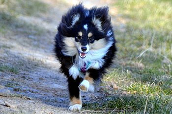 Vercktes Sheltietier