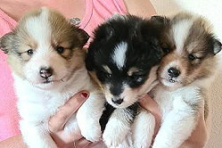 E-Wurf from Cherryblossom Dream, 4 Wochen alt