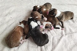 T-Wurf von den Bockshof Angels kurz nach der Geburt