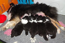 B-Wurf von der Wertachau, 2 Wochen alt