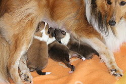 Sarah�s Dream G-Wurf kiurz nach der Geburt