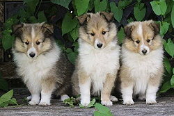 Sarah�s Dream G-Wurf, 8 Wochen alt