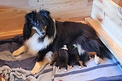 Stolze Mama Jolin mit dem D-Wurf vom Jura-Hopfen kurz nach der Geburt