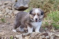 Daggy vom Jura-Hopfen, 5 Wochen alt