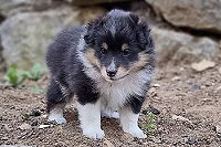 Daisy vom Jura-Hopfen, 5 Wochen alt