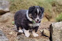 Dorle vom Jura-Hopfe, 5 Wochen alt